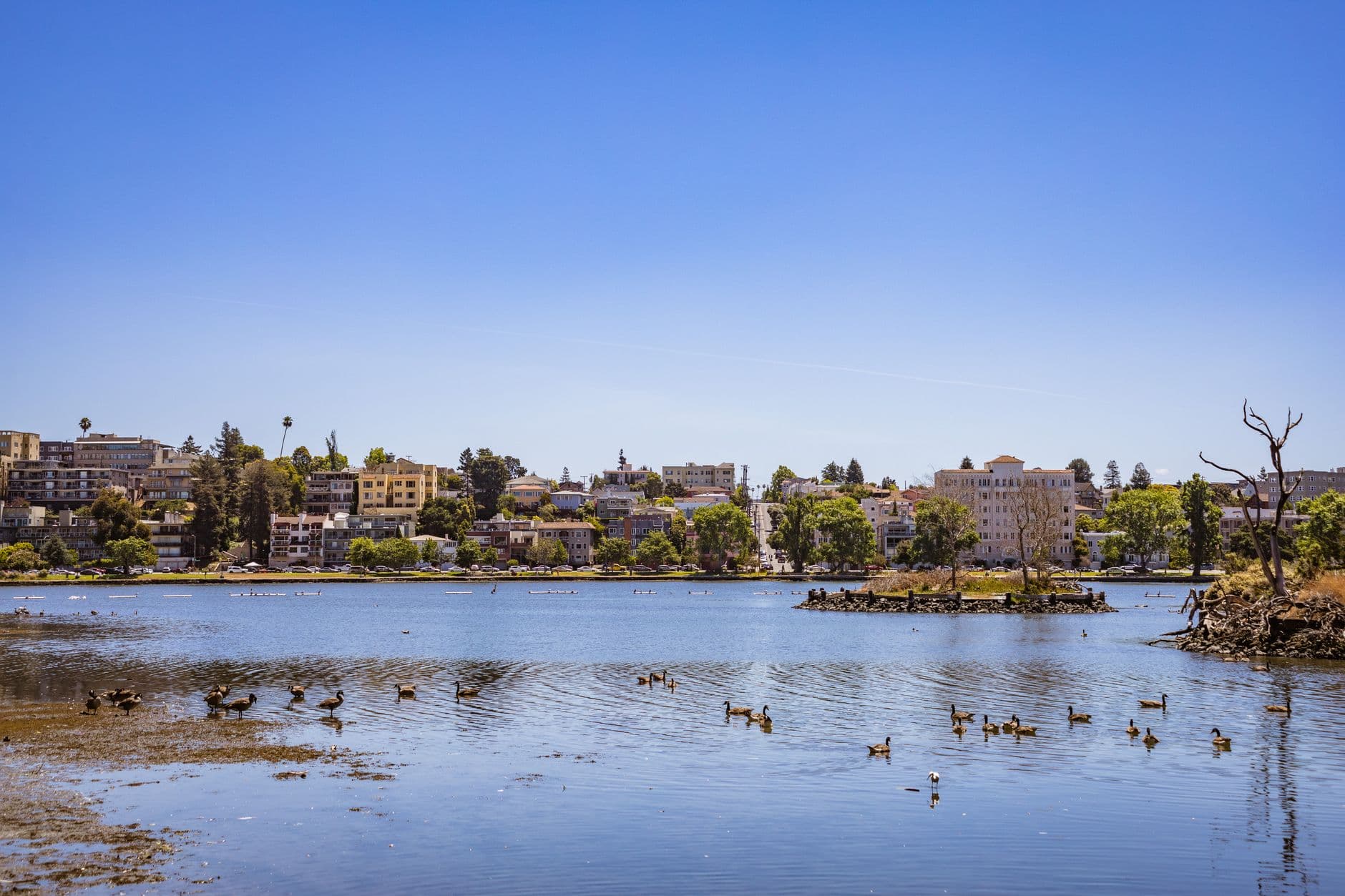 Picturesque urban shoreline with ducks gliding on a tranquil lake under a clear blue sky.