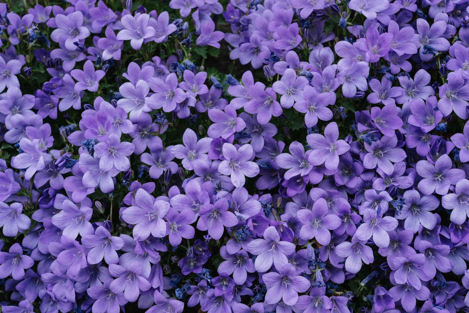 A stunning display of vibrant purple Campanula flowers in full bloom captures the essence of spring.