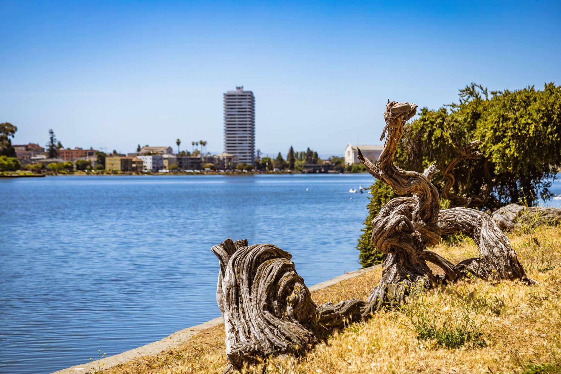 Scenic lakeside view with twisted driftwood, blue sky, and city skyline.