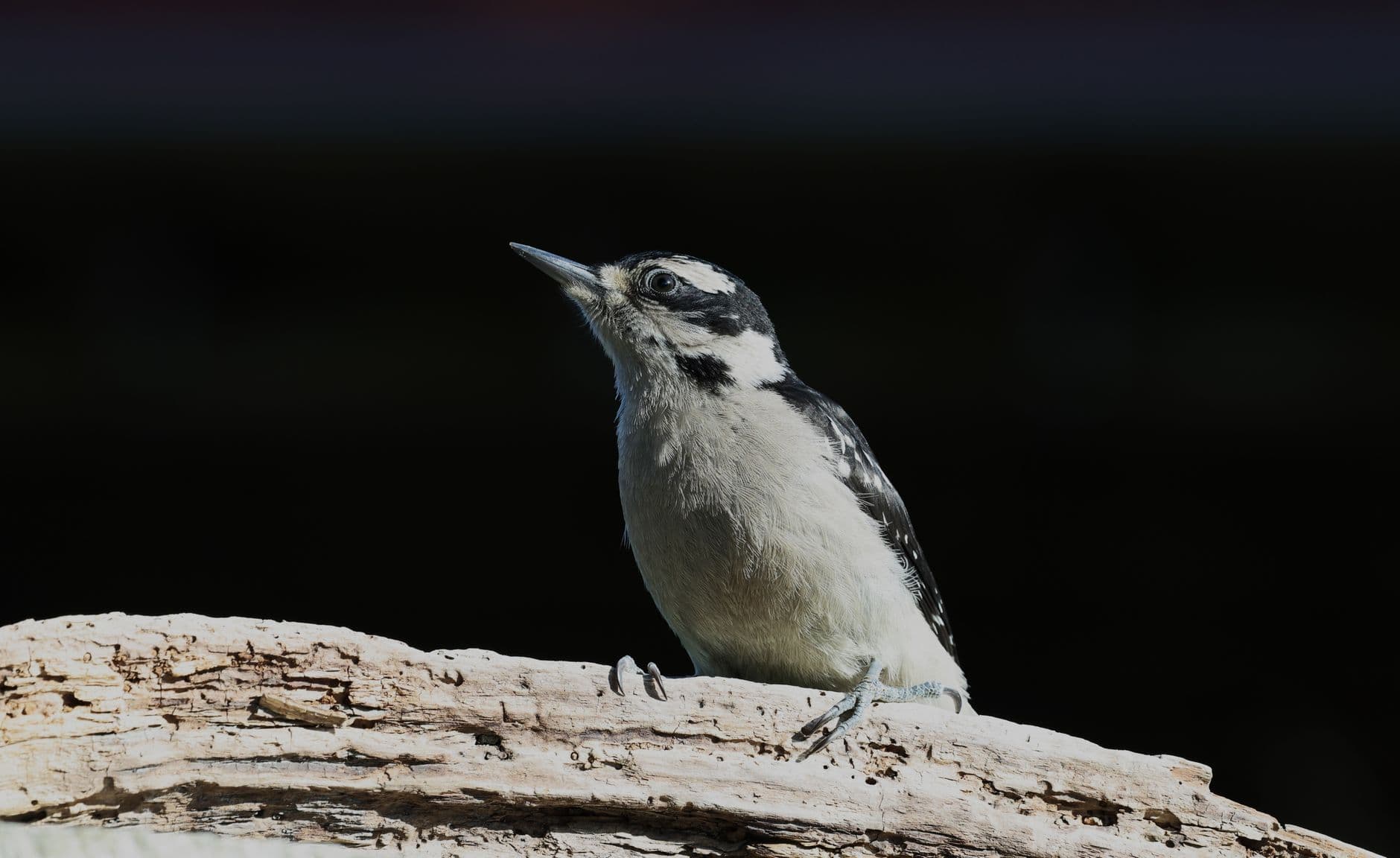 A woodpecker with black and white plumage perched on a wooden log in an outdoor setting.
