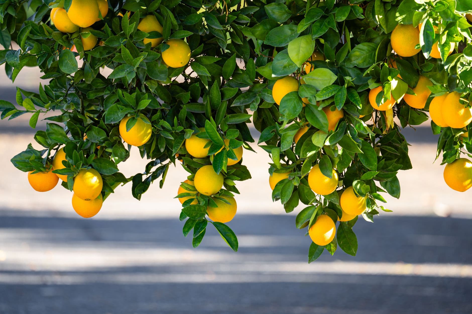 Vibrant lemon tree with ripe fruits and rich green leaves, captured outdoors in Redlands, CA.